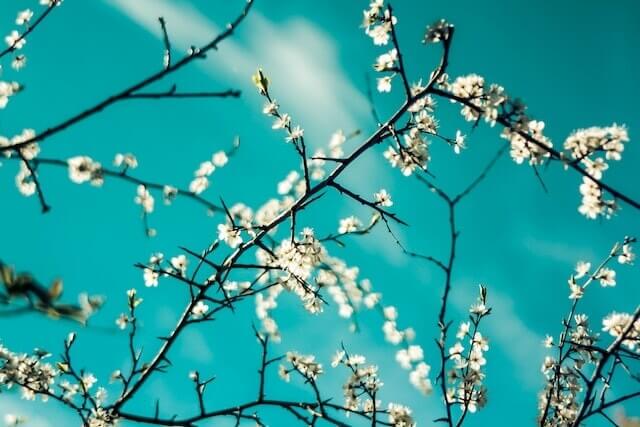 파란 하늘 배경으로 하얗게 핀 꽃들