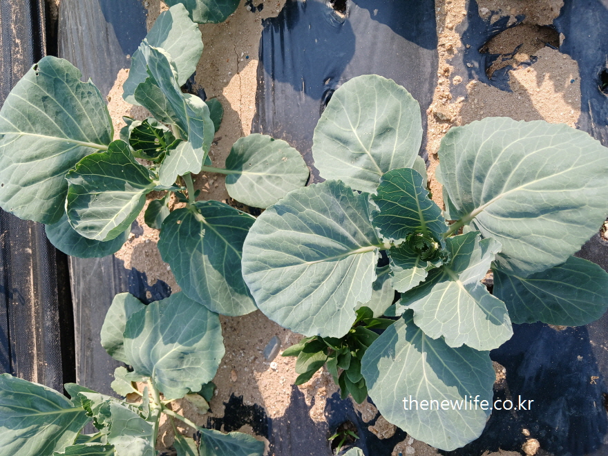 Young kale plant growing in a mulched field with sandy soil-모래 흙과 비닐멀칭 밭에서 자라는 어린 케일 식물