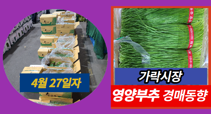  [경매사 일일보고] 4월 27일자 가락시장 영양부추 경매동향을 살펴보겠습니다!