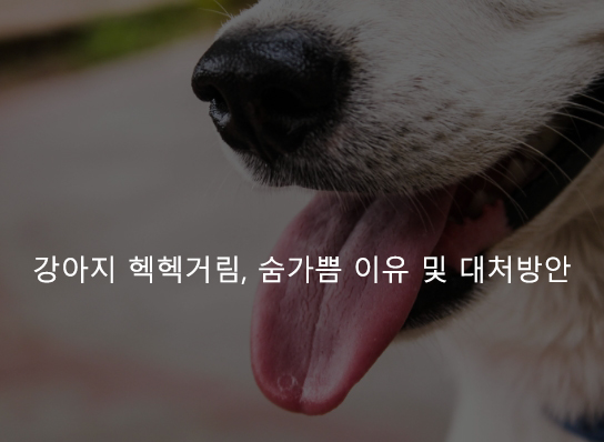 강아지 헥헥거림, 숨가쁨 이유 및 대처방안