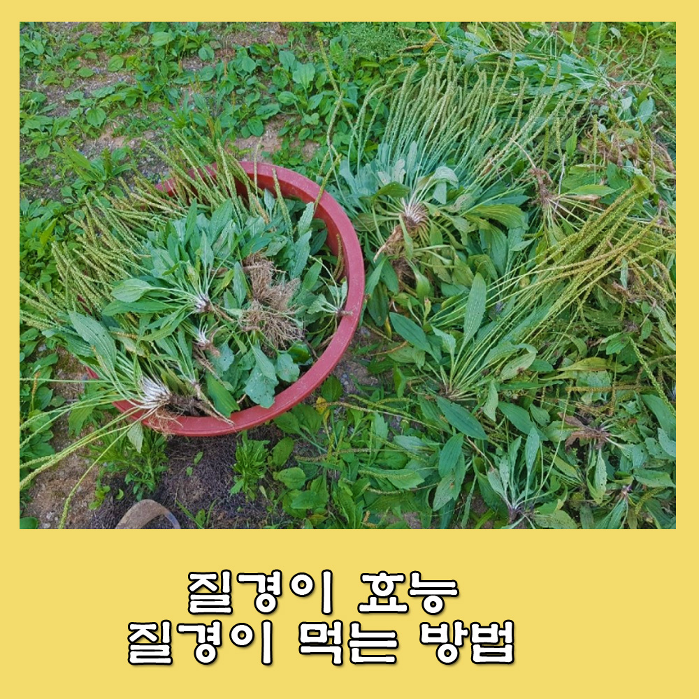  질경이.질경이 효능.질경이 먹는 방법