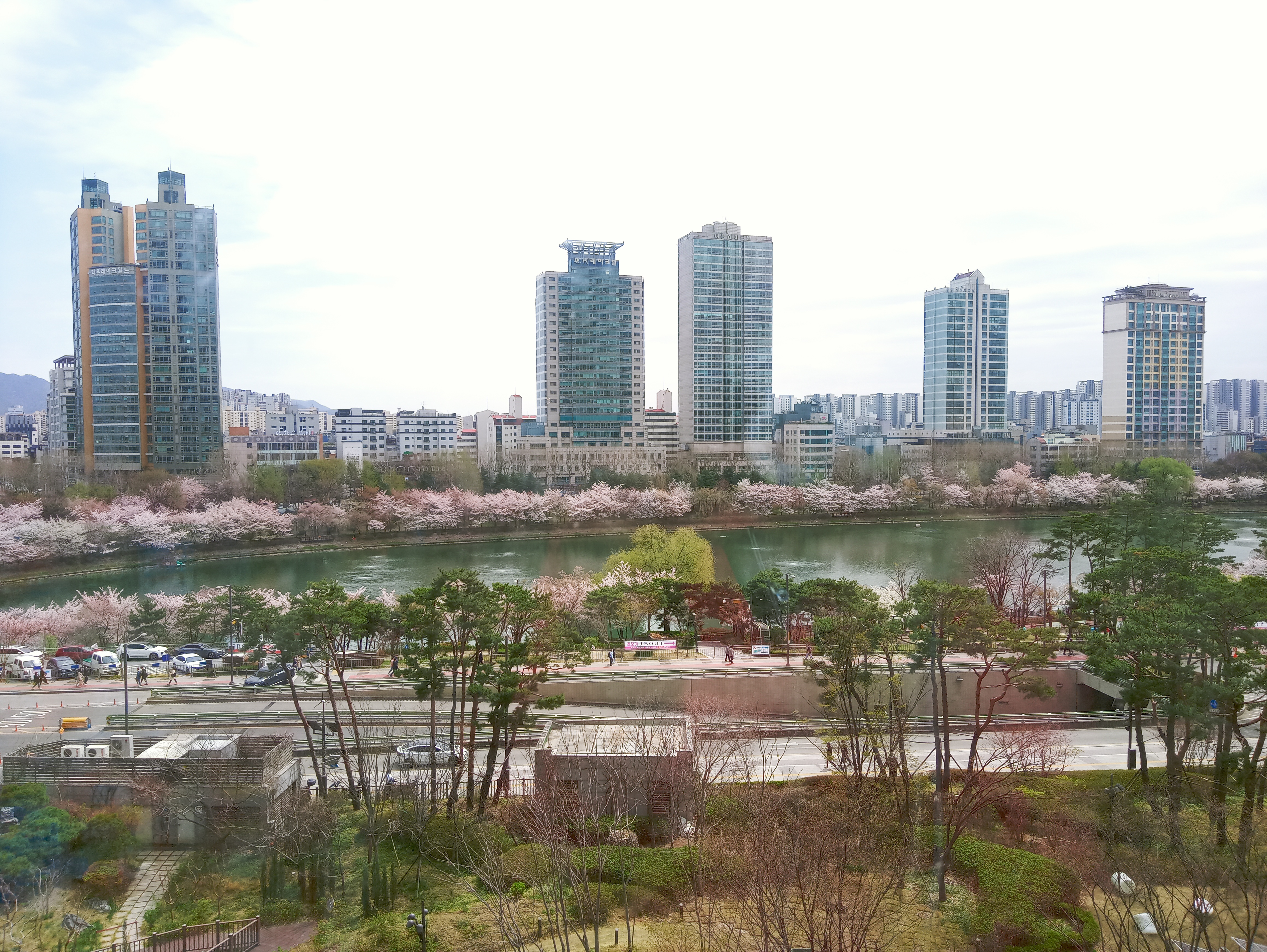 롯데시네마-월드타워점에서 바라다-본-벚꽃-핀-석천호수