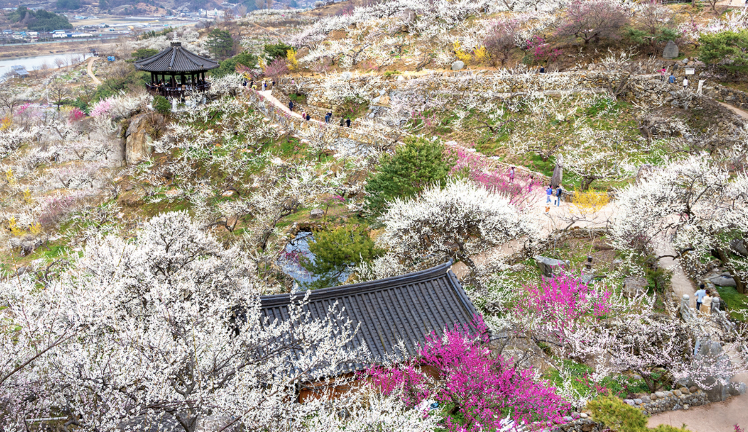 광양봄축제 일정