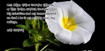 시편 73장 26절 읽기 - 내 육체와 마음은 쇠약하나 하나님은 내 마음의 반석이시요_24