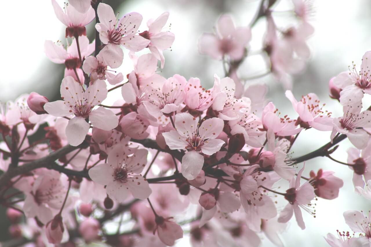 부산 벚꽃 축제