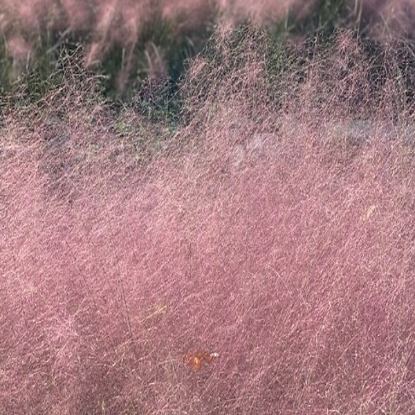 핑크 뮬리 유해 식물