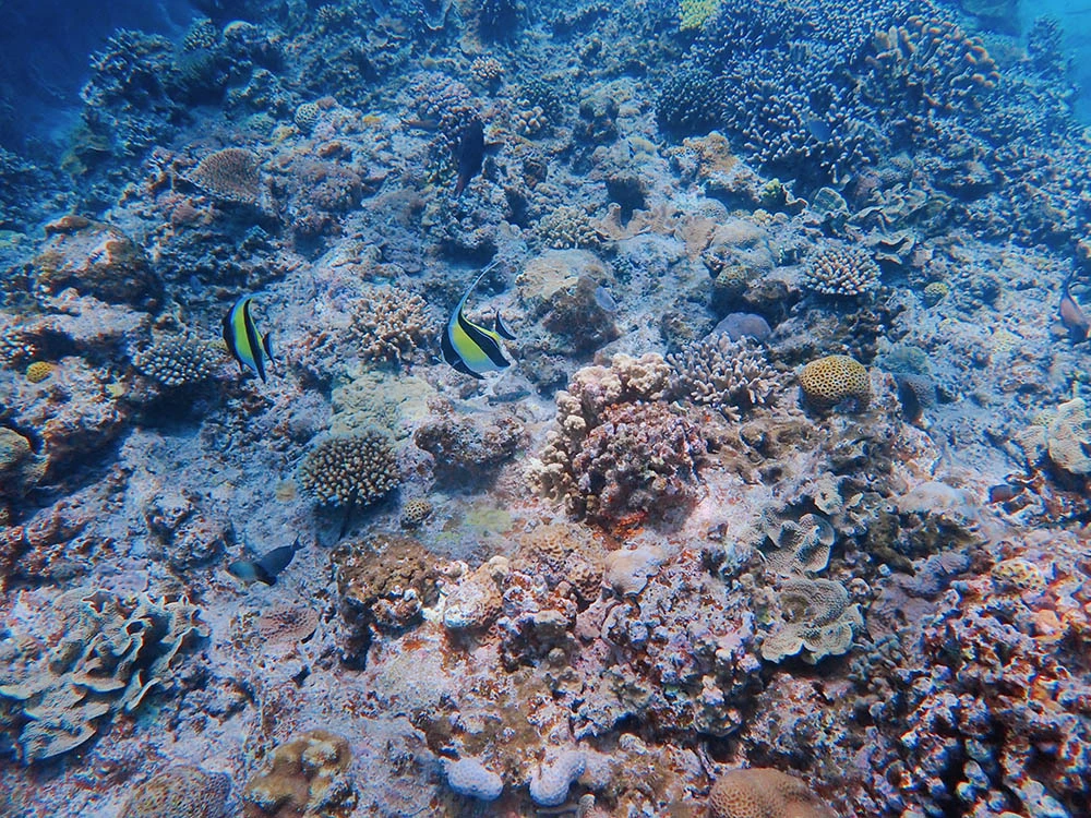 오키나와 케라마 제도 바닷속 사진 열대어들