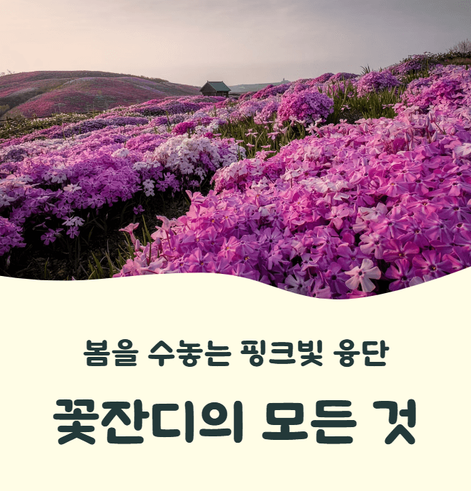 꽃잔디