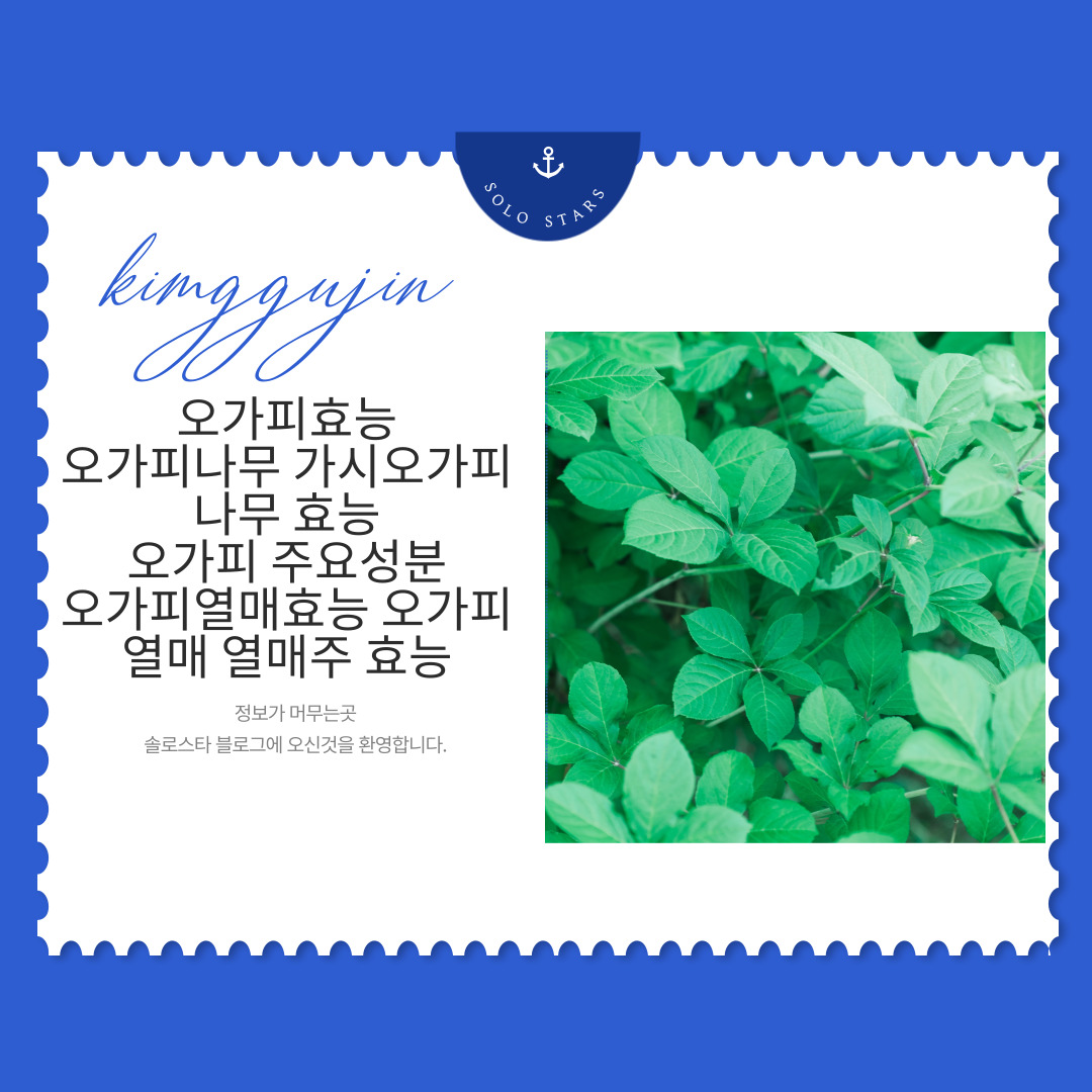 오가피잎 사진