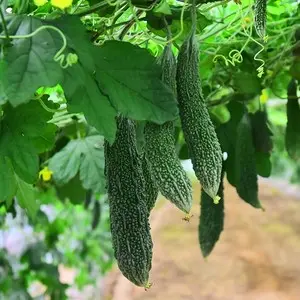 고야