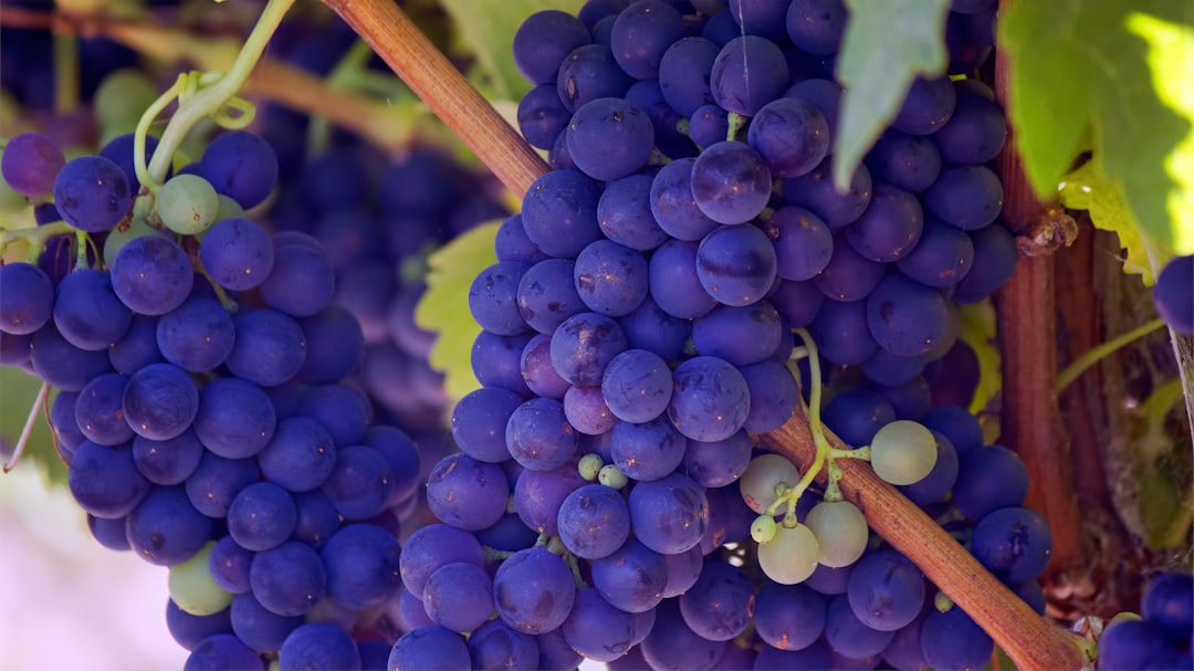 Grape benefits.