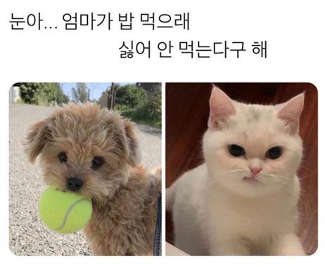  눈아.. 엄마가 밥 먹으래