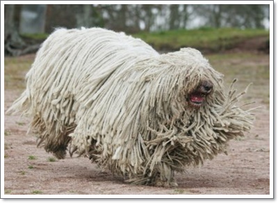  코몬도르(Komondor) 분양가격 및 성격, 역사 및 품종에 대해