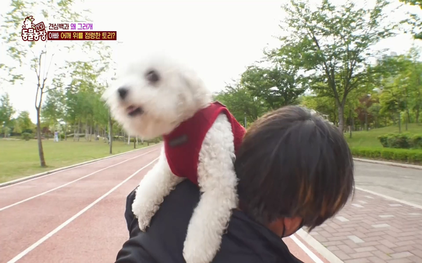 TV 동물농장.E1072.220605p.H264-F1RST.mp4_20220605_181420.166.jpg