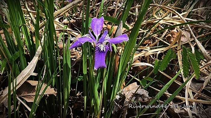 각시붓꽃 Iris rossii
