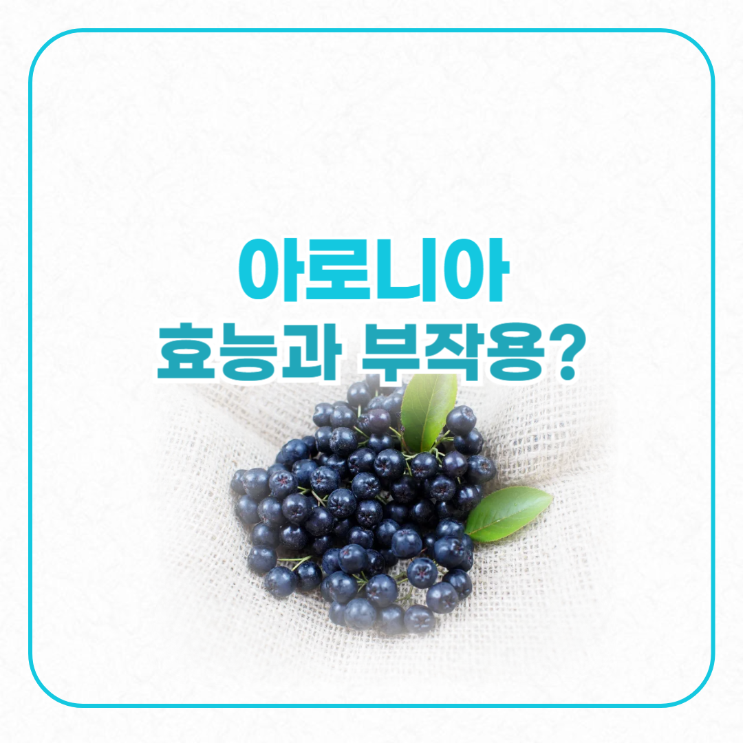 아로니아효능과부작용 아로니아 사진