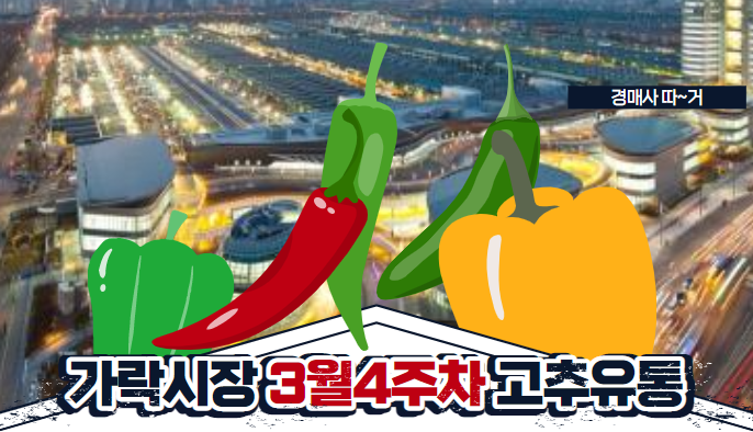  경매사가 알려드리는 가락시장 고추 경매이야기(3월4주차)