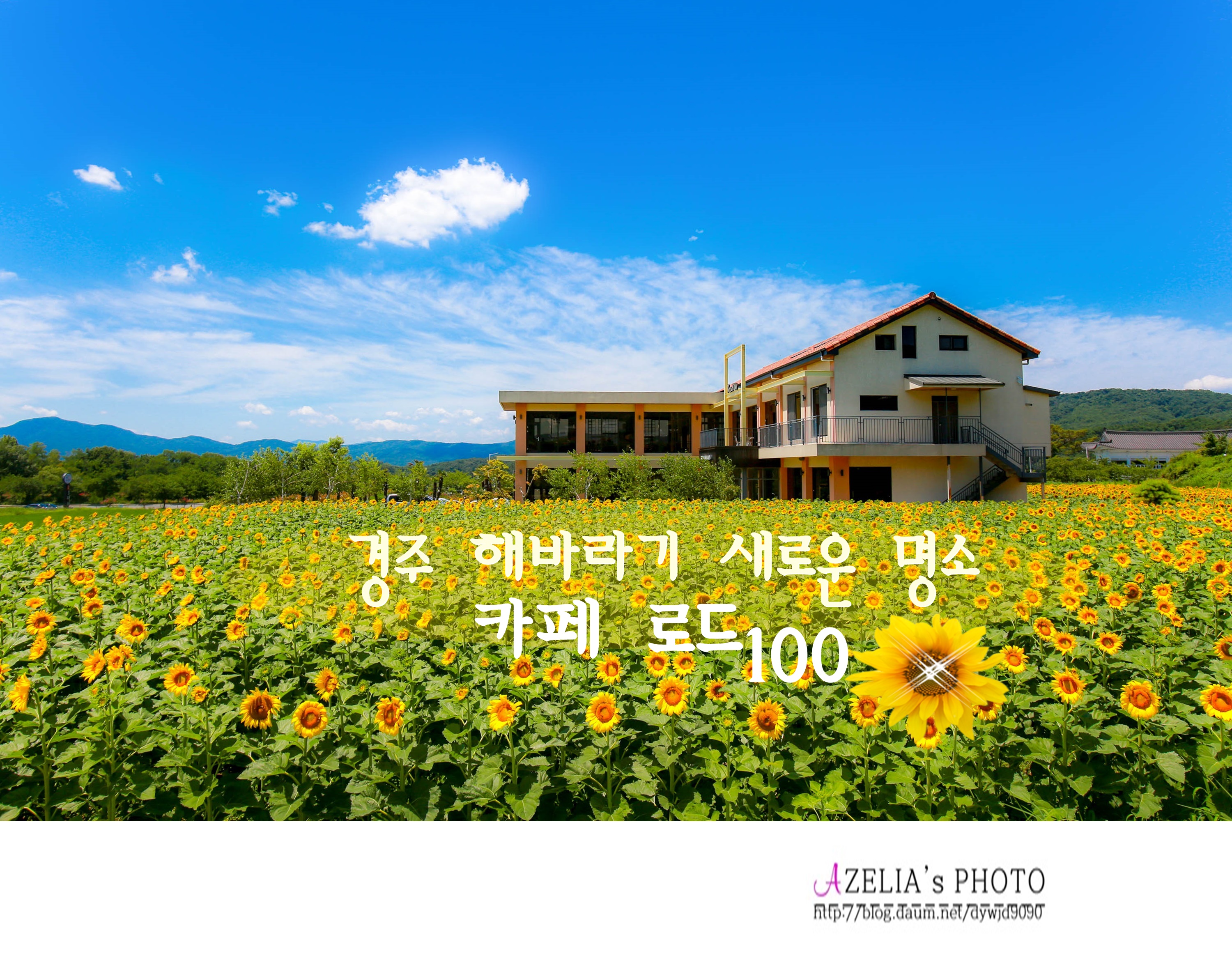해바라기카페 이미지