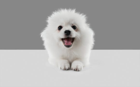 펫보험