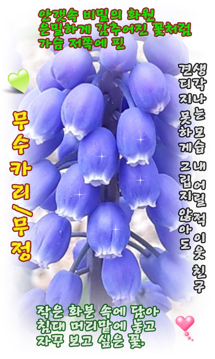 카리 이미지