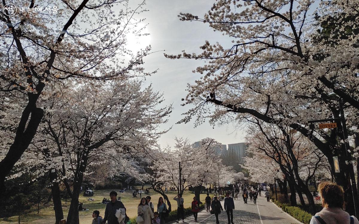 서울 어린이대공원 벚꽃 길