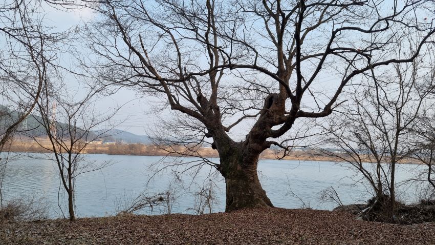 나루터 강변에 노거수 느티나무, 드넓은 강물, 푸른 하늘,