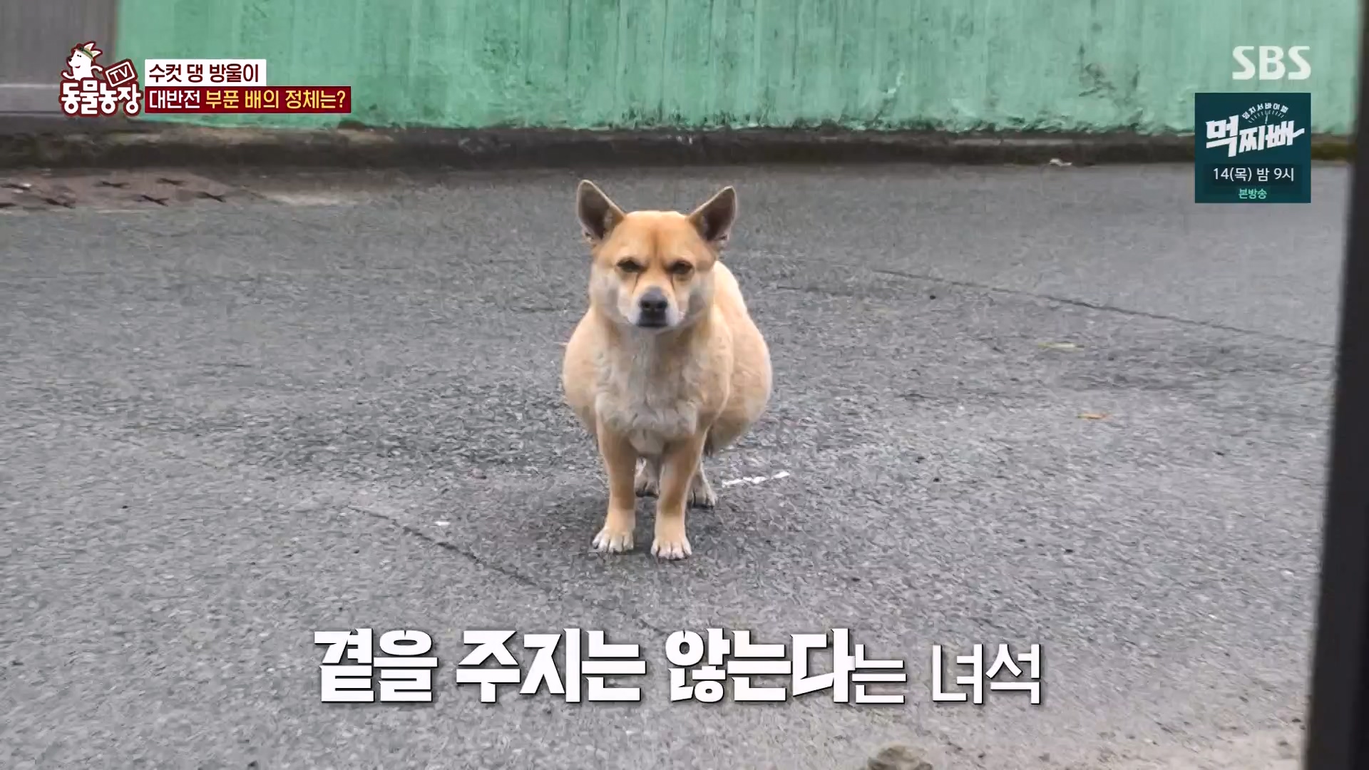 TV 동물농장.E1162.240310p-NEXT.mp4_20240310_162845.487.jpg