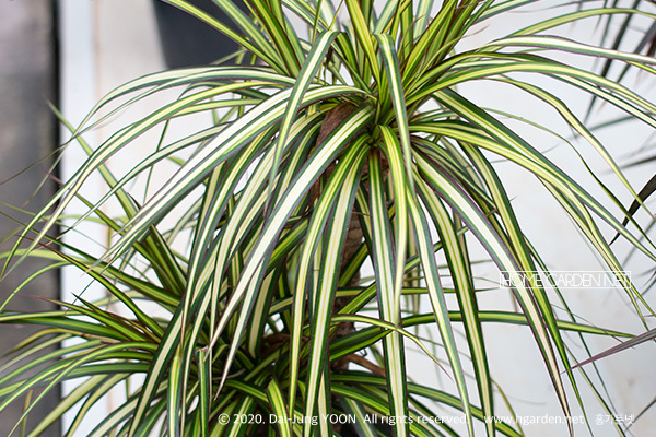 드라세나 (Dracaena)