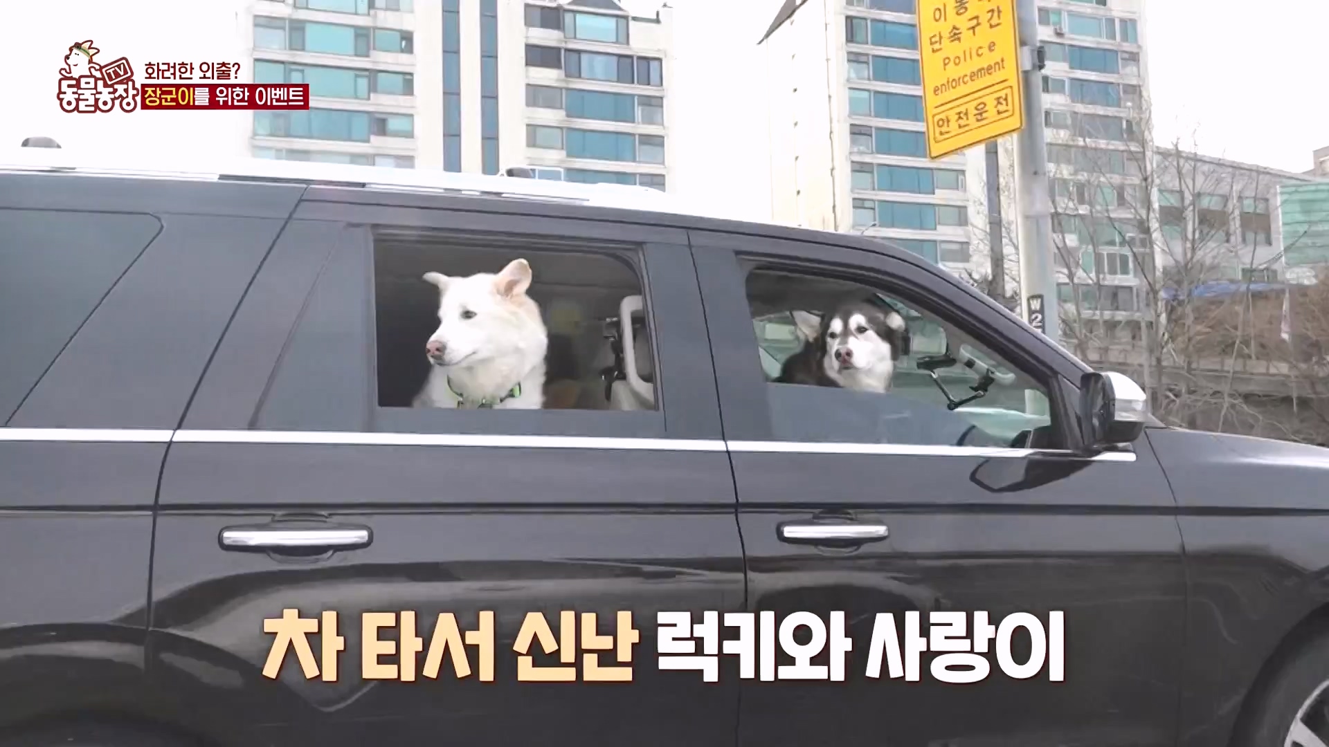 TV 동물농장.E1166.240407p-NEXT.mp4_20240407_164456.928.jpg