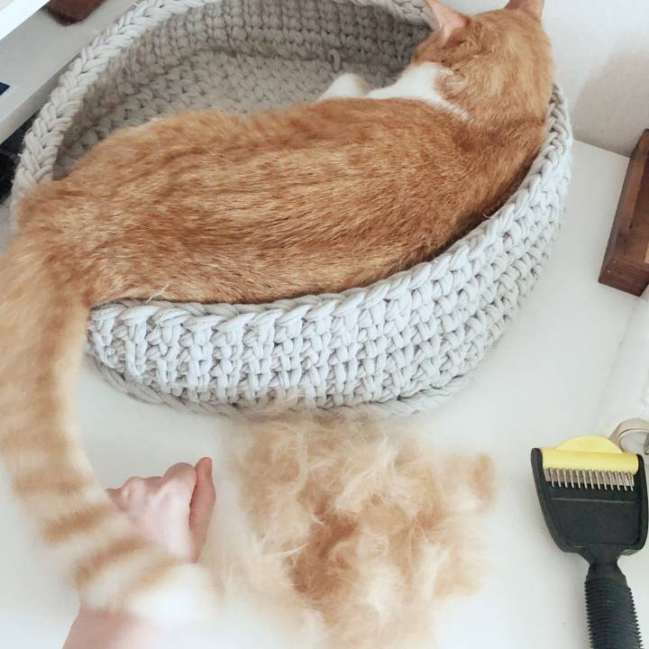 고양이 털제거