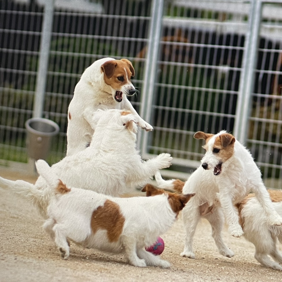 러셀테리어 성격과 털이 활발한 강아지 종류 잭 12