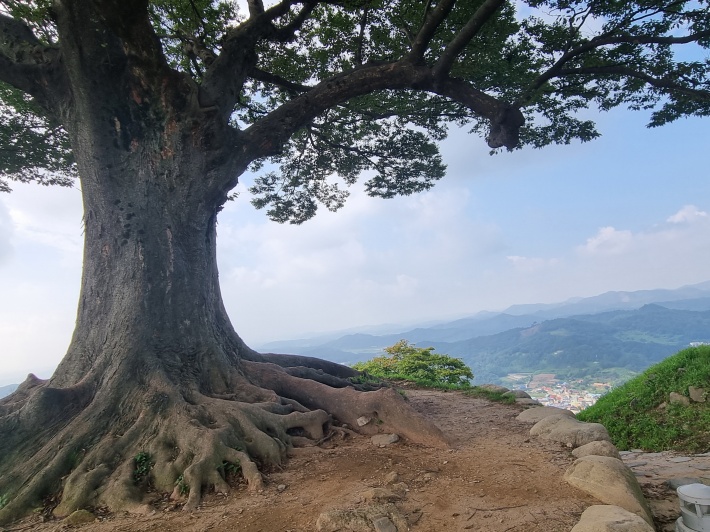 가림선-느티나무