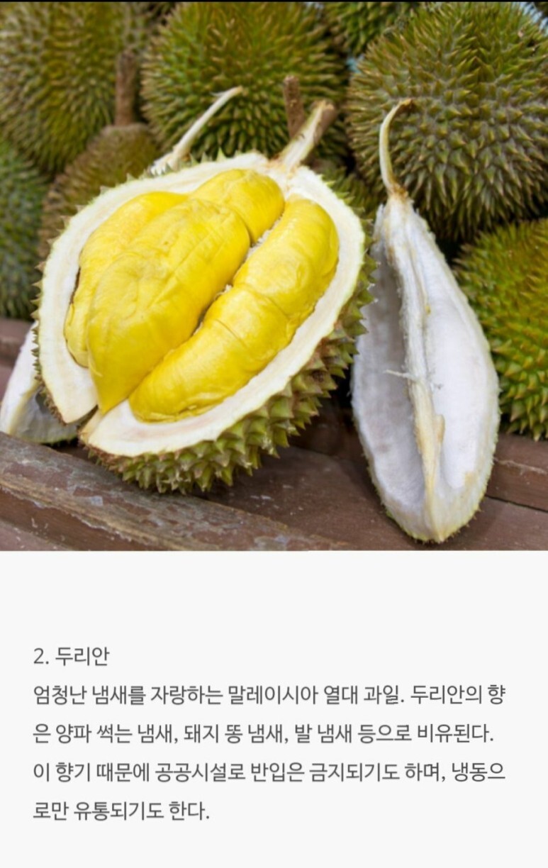  세상에서 제일 냄새나는 음식TOP7