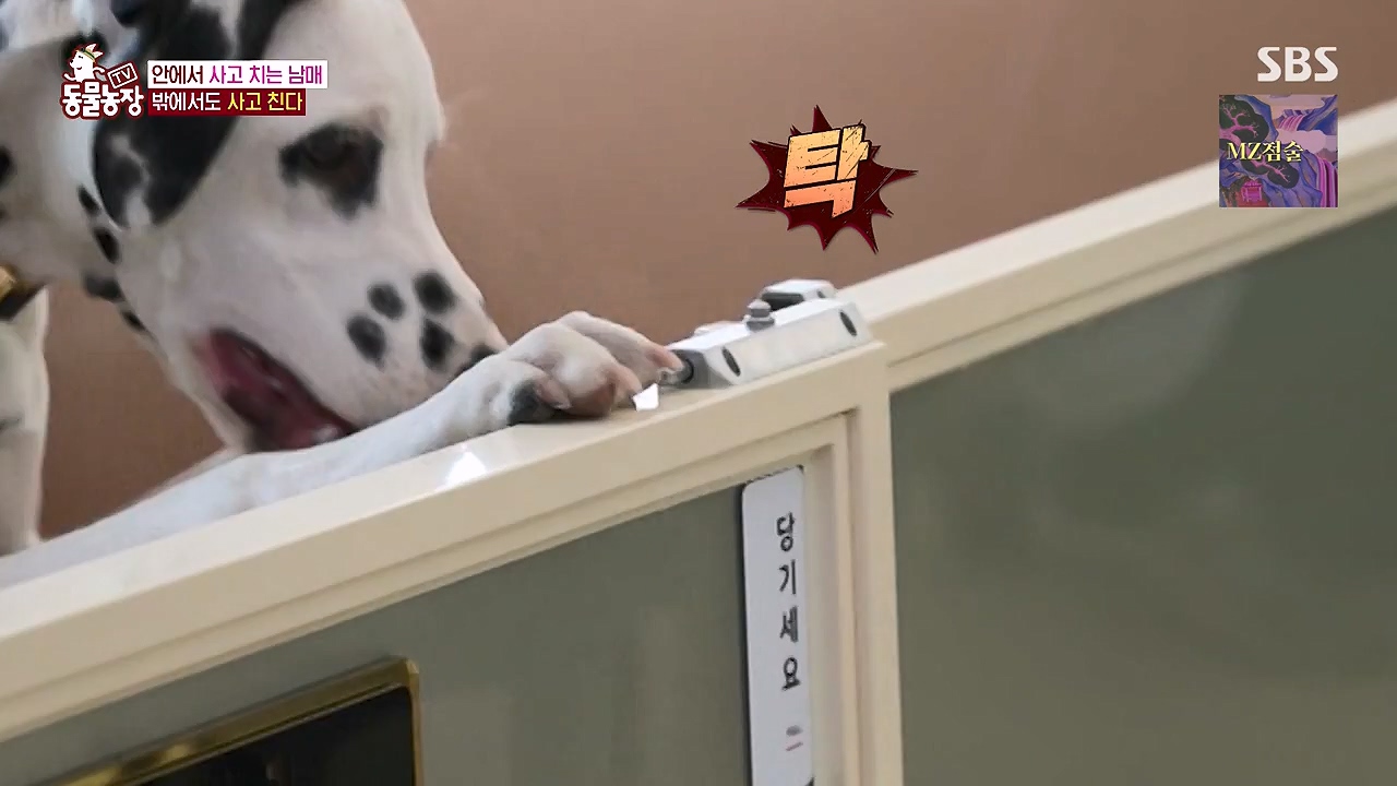 TV 동물농장.E1175.240610p-NEXT.mp4_20240609_160229.758.jpg