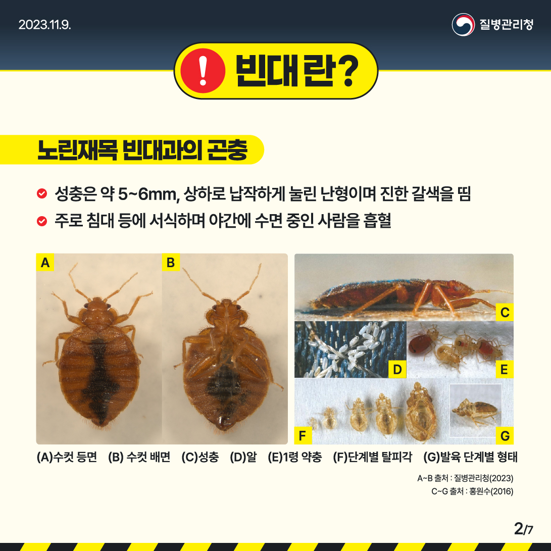 갑자기 출몰하는 빈대의 모든 것 바로 알기