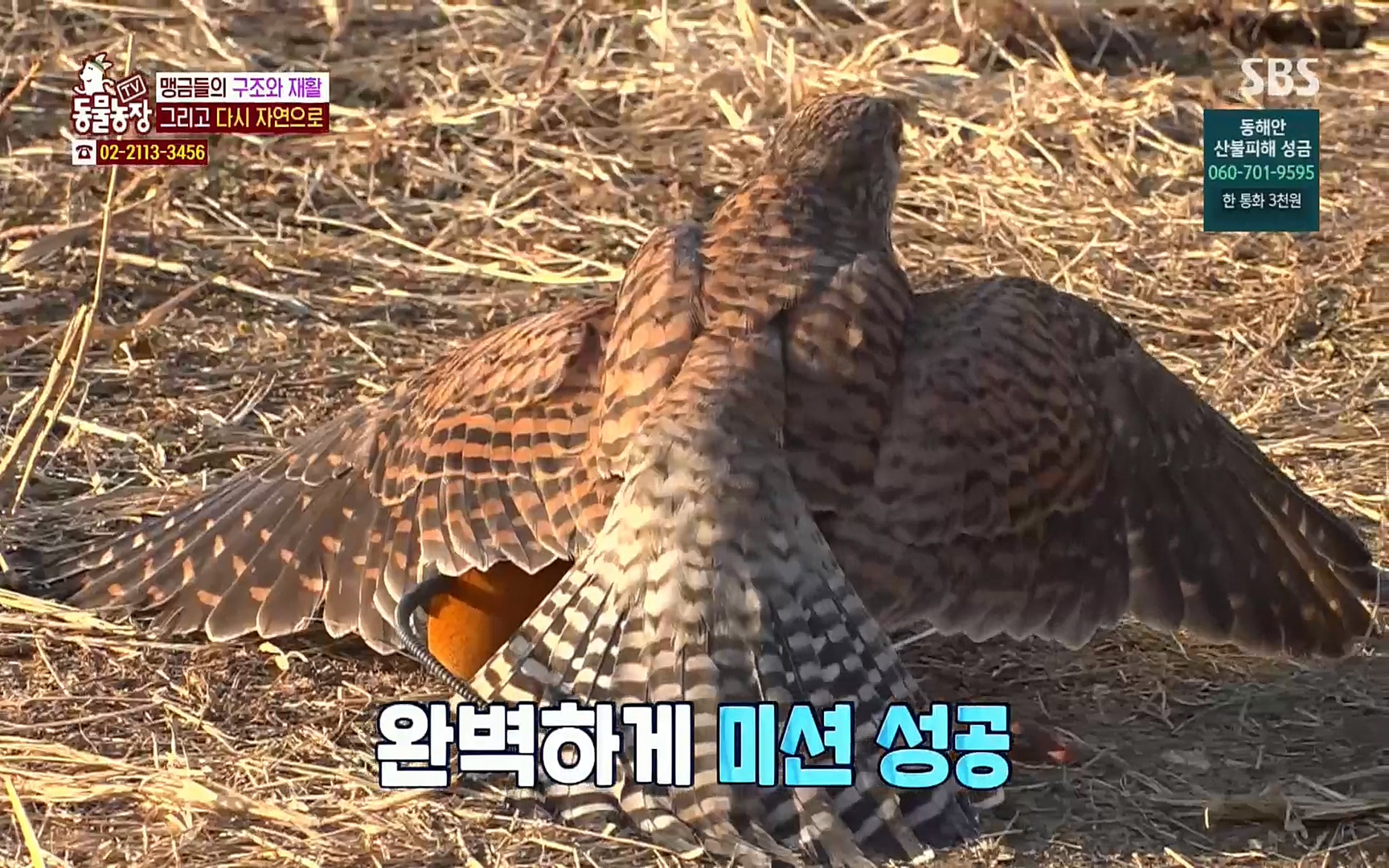 TV 동물농장.E1061.220320p.H264-F1RST.mp4_20220320_183608.618.jpg