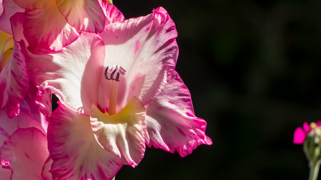 Fleur