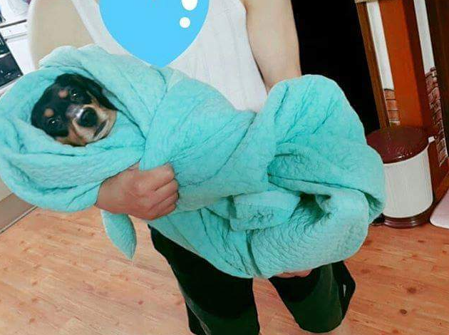  아빠와 댕댕쓰