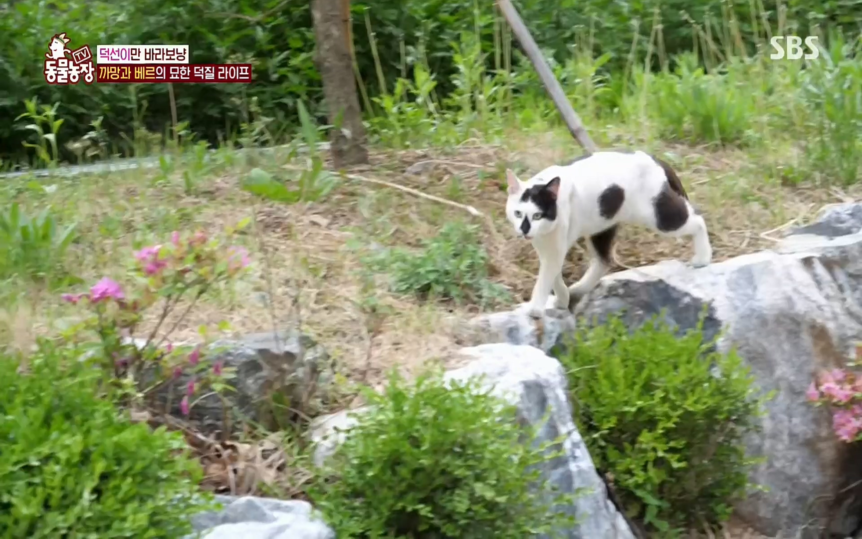 TV 동물농장.E1073.220612p.H264-F1RST.mp4_20220612_181343.682.jpg