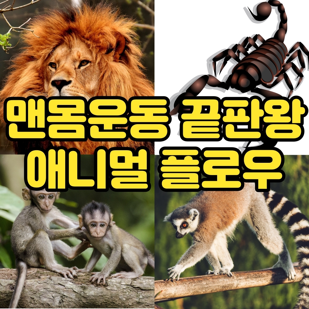  홈트레이닝 맨몸운동 끝판왕! 애니멀 플로우 알아보기