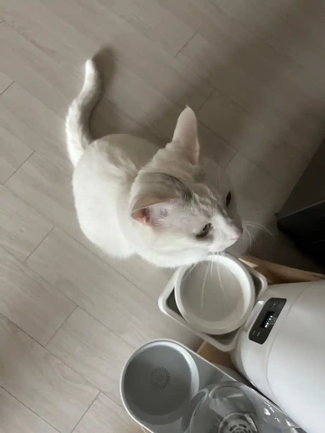 우리집 고양이 사진