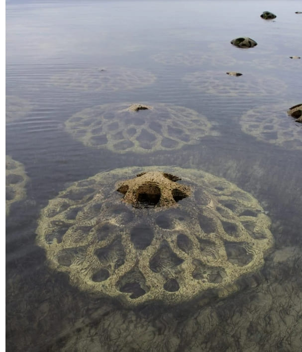 재활용된 굴 껍질로 만든 침식 완화 장치 VIDEO: Reef Design Lab crafts Erosion Mitigation Units from recycled oyster shells