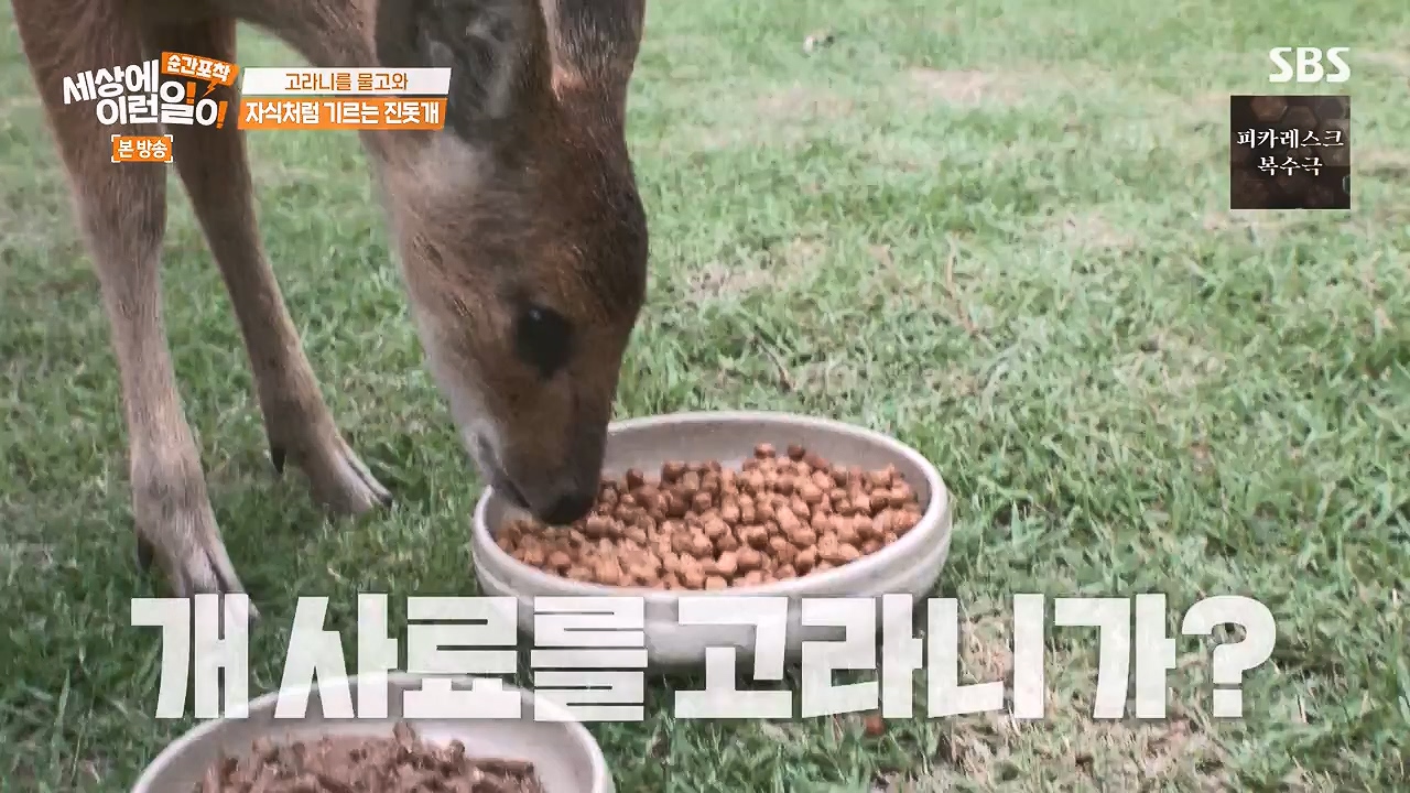 순간포착 세상에 이런일이.E1244.230903p-NEXT.mp4_20230903_173230.847.jpg