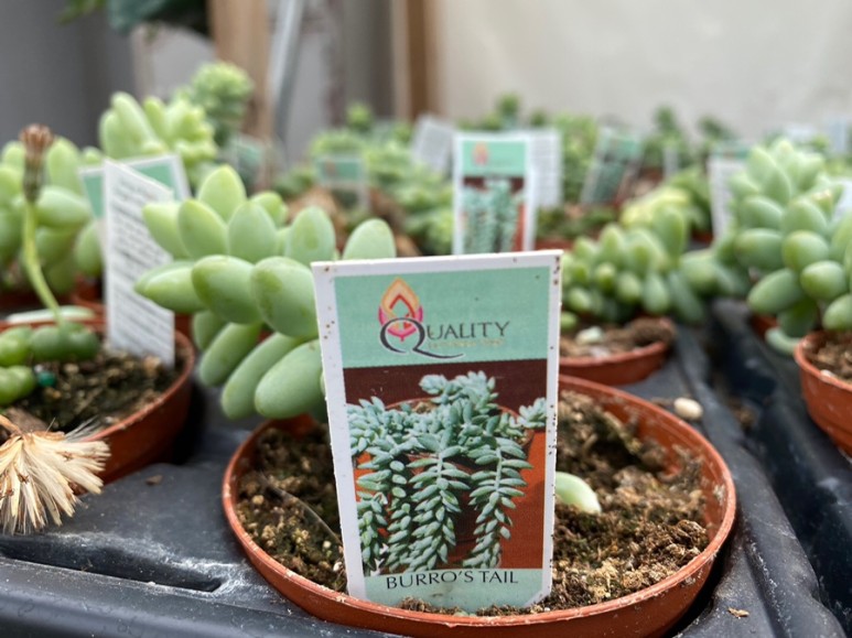 이름 가격도 같이 알아봐요. 예쁜 다육이 종류 8