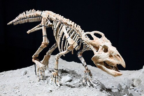 암컷 프로토케라톱스 화석