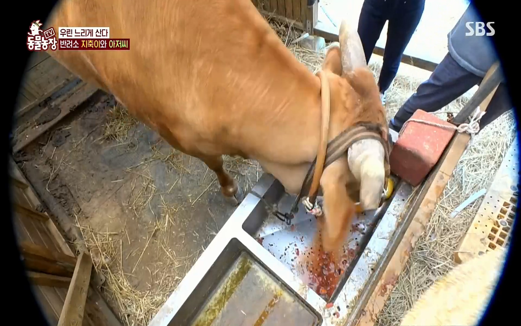 TV 동물농장.E1074.220619p.H264-F1RST.mp4_20220619_181437.290.jpg