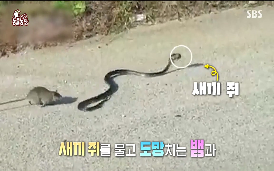 TV 동물농장.E1068.220509p-NEXT.mp4_20220508_170933.305.jpg