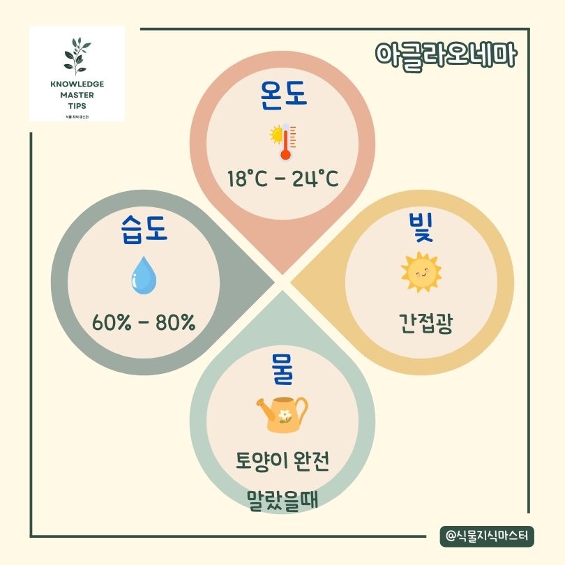 아글라오네마 키우기 기본 관리 방법