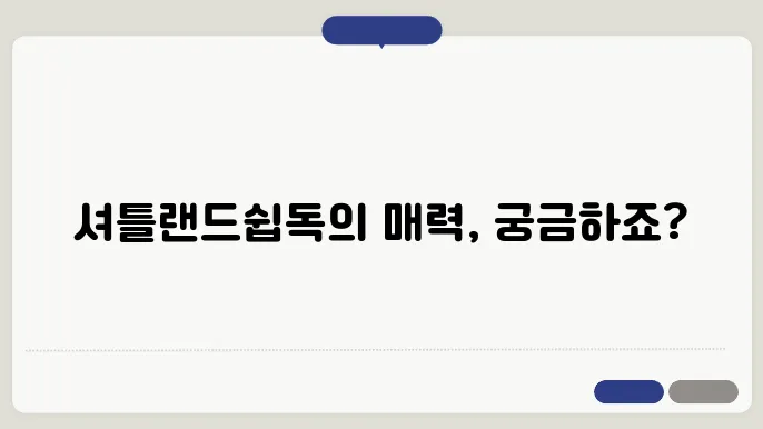 셔틀랜드쉽독 기본정입