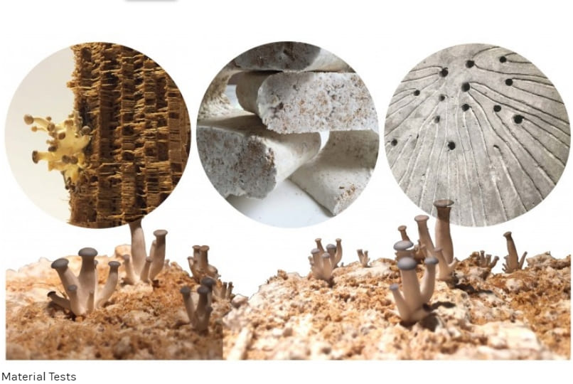 곰팡이로 만들어진 '콘크리트'...과연 대체될까 Mycocrete: New material made of fungi hopes to replace concrete in construction projects
